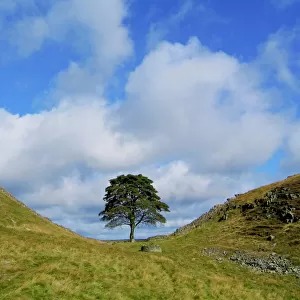Hadrian's Wall Collection: Enchanting Sycamore Gap Tree