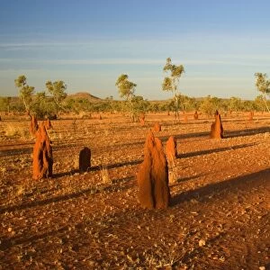 Termite mounds - sandy field with numerous Cathedral Termite mounds in last evening light - near Mt. Isa, Outback Queensland, Australia