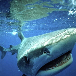 TIGER SHARK - mouth open