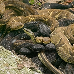 Snakes Collection: Garter Snake