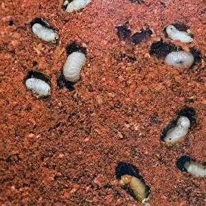 Tobacco / Cigarette Beetle larvae and pupae in infested red chilli powder. Pest of stored tobacco; also attacks wide range of stored food and plant material. Grahamstown, Eastern Cape, South Africa
