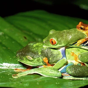 Treefrogs Collection: Related Images
