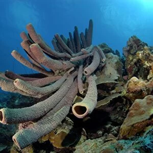 Tube Sponge Bonaire Caribbean