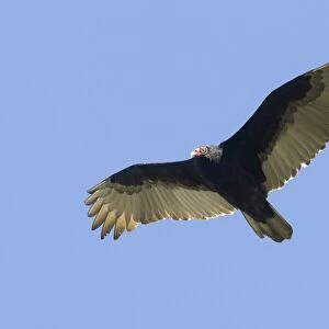 Turkey Vulture, Cathartes aura adult. October in New Jersey