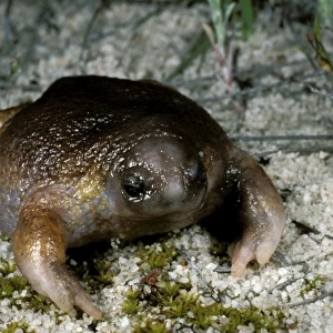 Turtle frog - Australias only frog food specialist: feeds amosts solely on termites