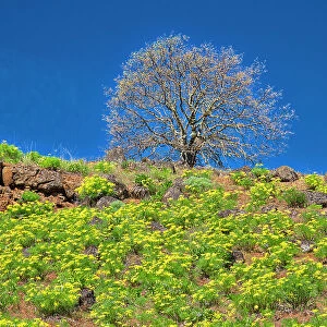 USA, Washington State. Lone Tree on hillside with spring wildflowers Date: 21-04-2021