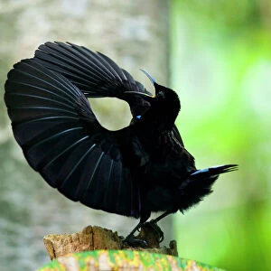 Birds Of Paradise Collection: Victorias Riflebird