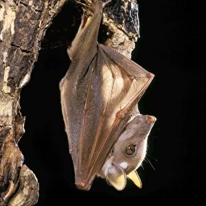Pteropodidae Collection: Wahlbergs Epauletted Fruit Bat