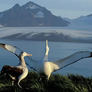 Seabirds Collection: Albatrosses