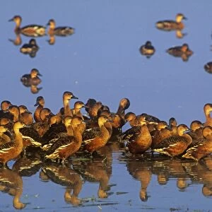 Wandering Whistling Ducks - Yellow Water - Kakadu National Park - Northern Territory - Australia