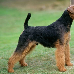 Terrier Collection: Welsh Terrier
