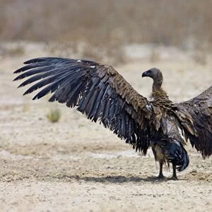 White-Backed Vulture - drying wings after bathing. Kgalagadi Transfrontier Park - Northern Cape - South Africa