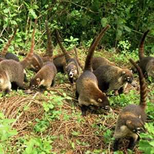 Procyonidae Collection: White-nosed Coati