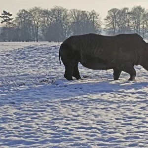 White Rhinoceros - in snow - Whipsnade Wild Animal Park