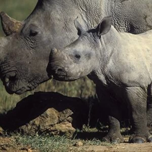 White Rhinoceros - Young next to adult