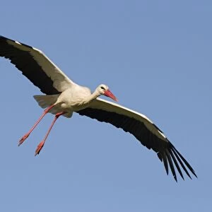 White Stork - In flight with a blue sky background - Extremadura - Spain
