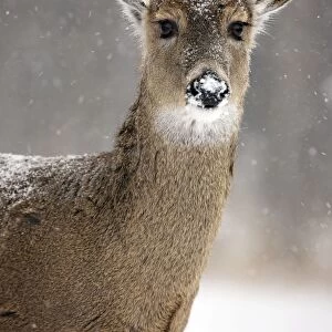 White-tailed deer - doe - New York - USA