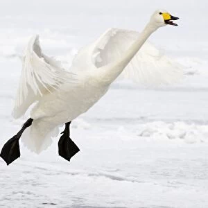 Whooper Swan - in flight coming in to land - calling - Lake Kussharo - Hokkaido Island - Japan
