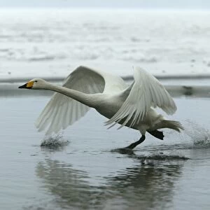 Whooper Swan - taking off. Hokkaido, Japan