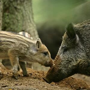 Wild Boar piglet and mother foraging for food Bavaria, Germany