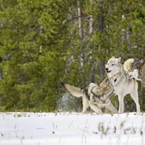 Wild Grey Wolf - in snow - approximately 6 month old pup on left showing submission /playfulness to adults (creamier wolf is his mother) - Greater Yellowstone - Ecological Area - Montana - USA - Autumn _C3B9829