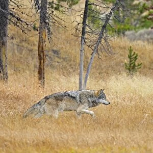 Wild Grey Wolf - walking through grass - Autumn - Yellowstone National Park - Wyoming - USA _D3D3188