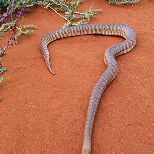Woma Python Desert regions central / western Australia. Fam: Boidae