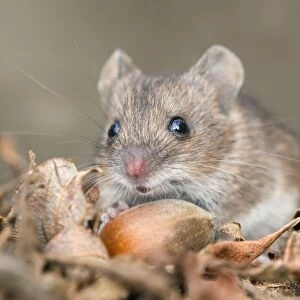 Wood Mouse - with hazelnut - UK