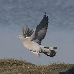 Woodpigeon lifting off, Norfolk UK