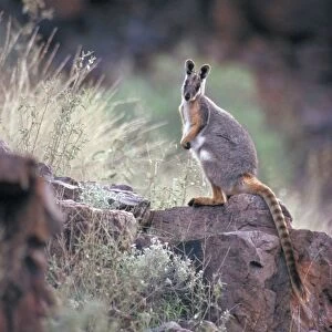 Macropodidae Collection: Yellow-footed Rock Wallaby