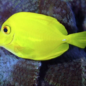 Y Collection: Yellow Tang