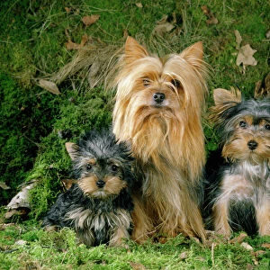 Terrier Collection: Scottish Terrier