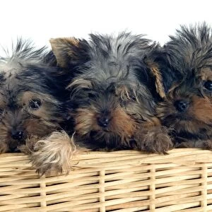 Yorkshire Terrier Dogs - three puppies in basket