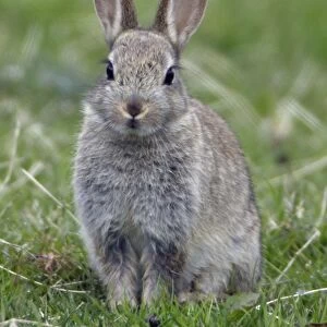 Young Rabbit - Sitting in a meadow Northumberland, England