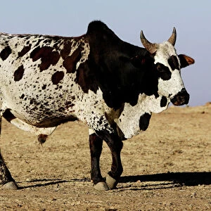 Cattle Collection: East African Zebu