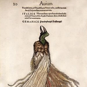 1560 Gesner Bird of Paradise myth