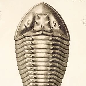 1846 Fine Victorian Trilobite lithograph