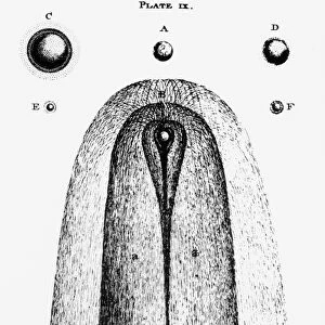 18th century drawing showing the sizes of comets