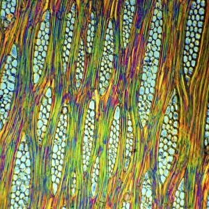 African mahogany stem, light micrograph