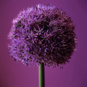 Allium flower (Allium sp. )