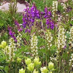 Alpine flowers in Wyoming, USA