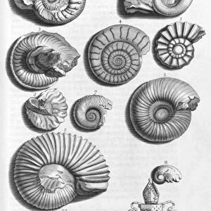 Ammonite fossils, 18th century C013 / 7817