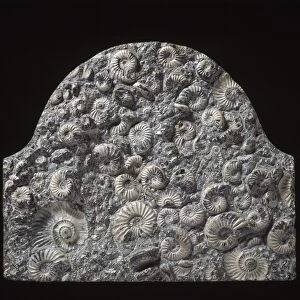 Ammonite memorial stone C013 / 6642