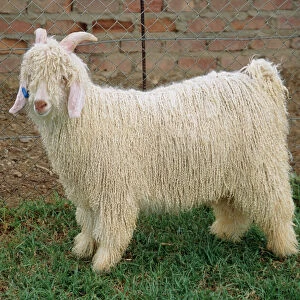 Goats Collection: Angora