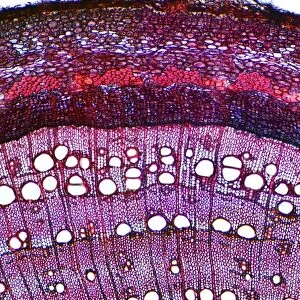 Ash stem, light micrograph