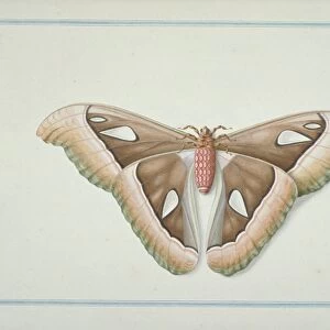 Atlas moth, 18th century artwork C013 / 6573