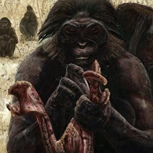 Australopithecus culture