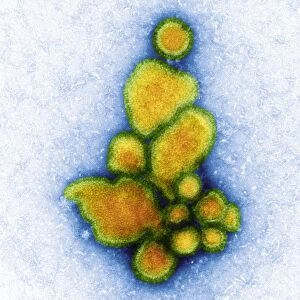 Avian influenza virus, TEM C016 / 2351