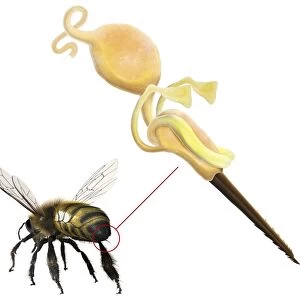 Bee sting, anatomical artwork C017 / 8030