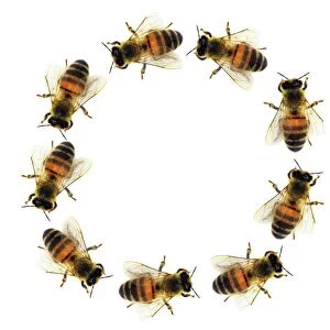 Bees in a circle